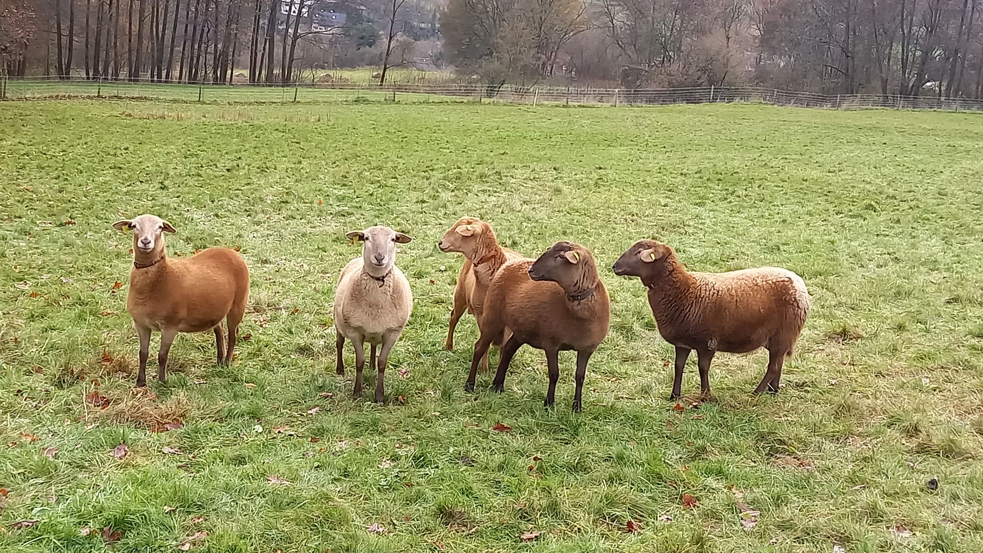 Braune Haarschafe vom Wendeline Schafhof