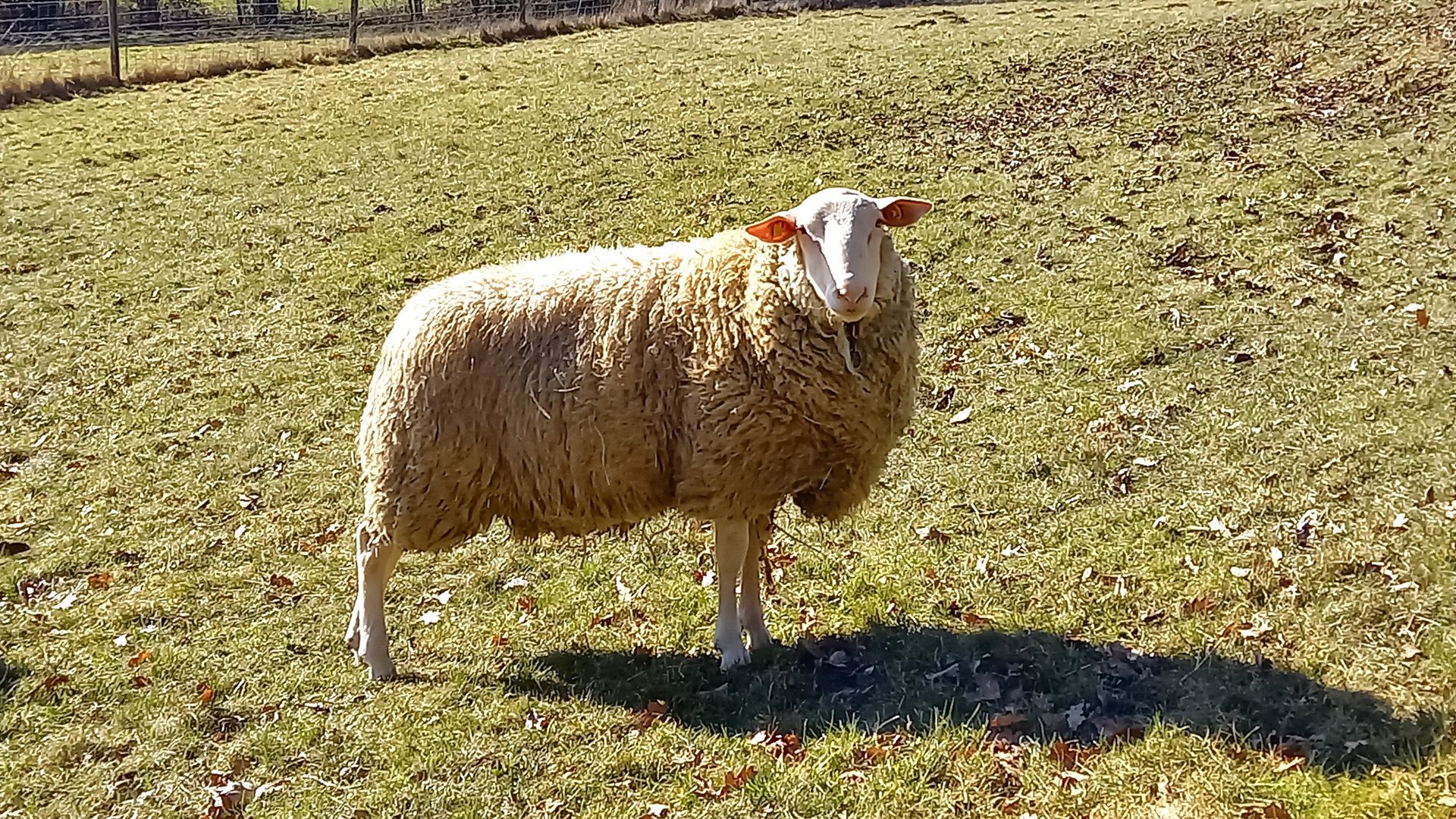 Zuchtbock Ostfriesisches Milchschaf