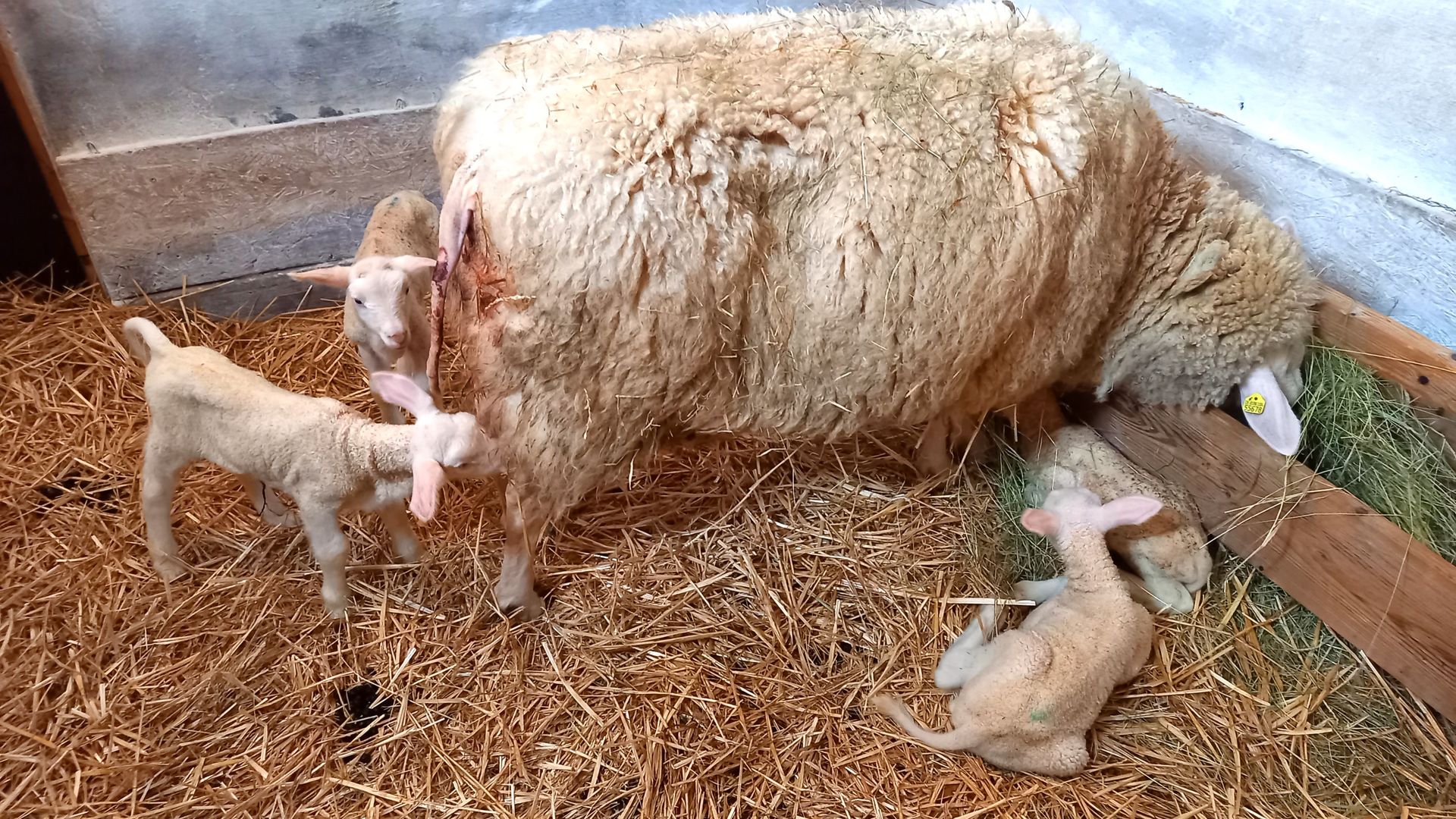Ostfriesisches Milchschaf mit Vierlingen