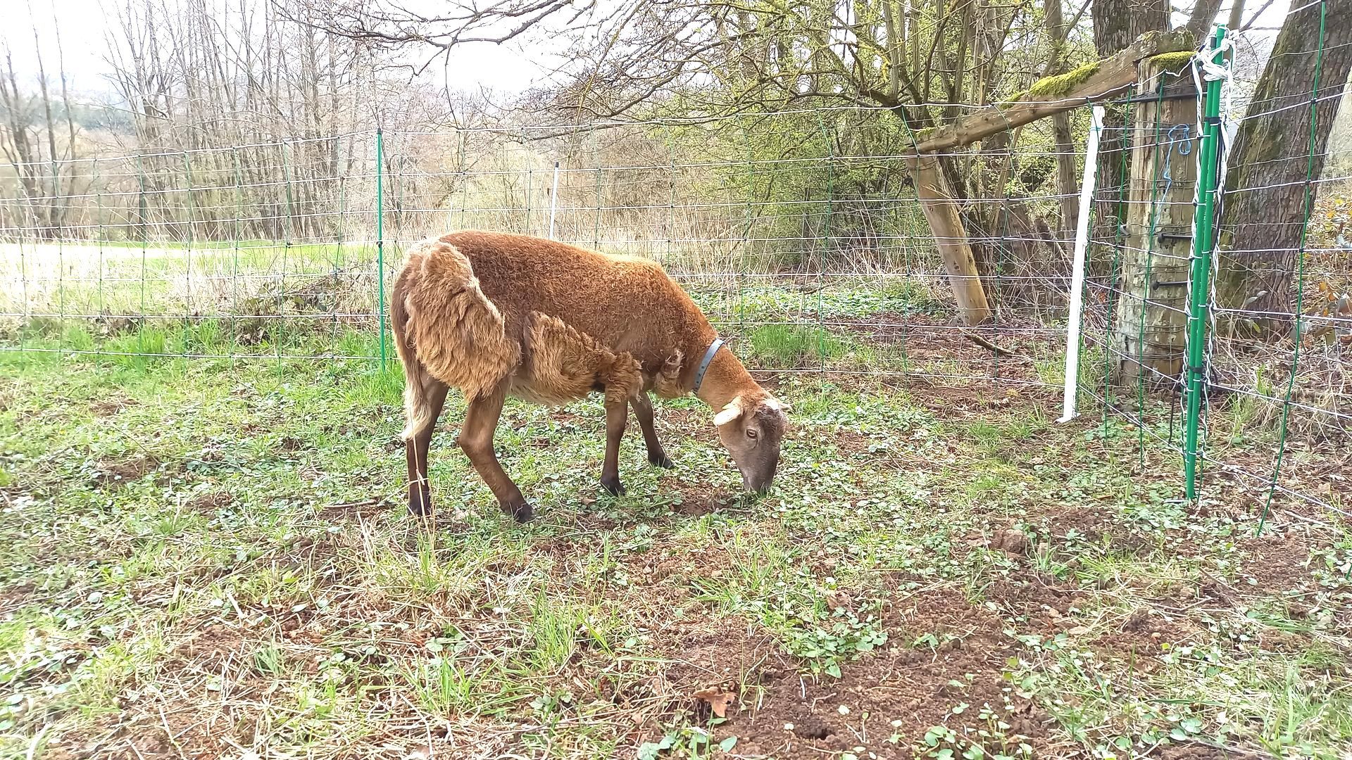 Braunes Haarschaf im Haarwechsel