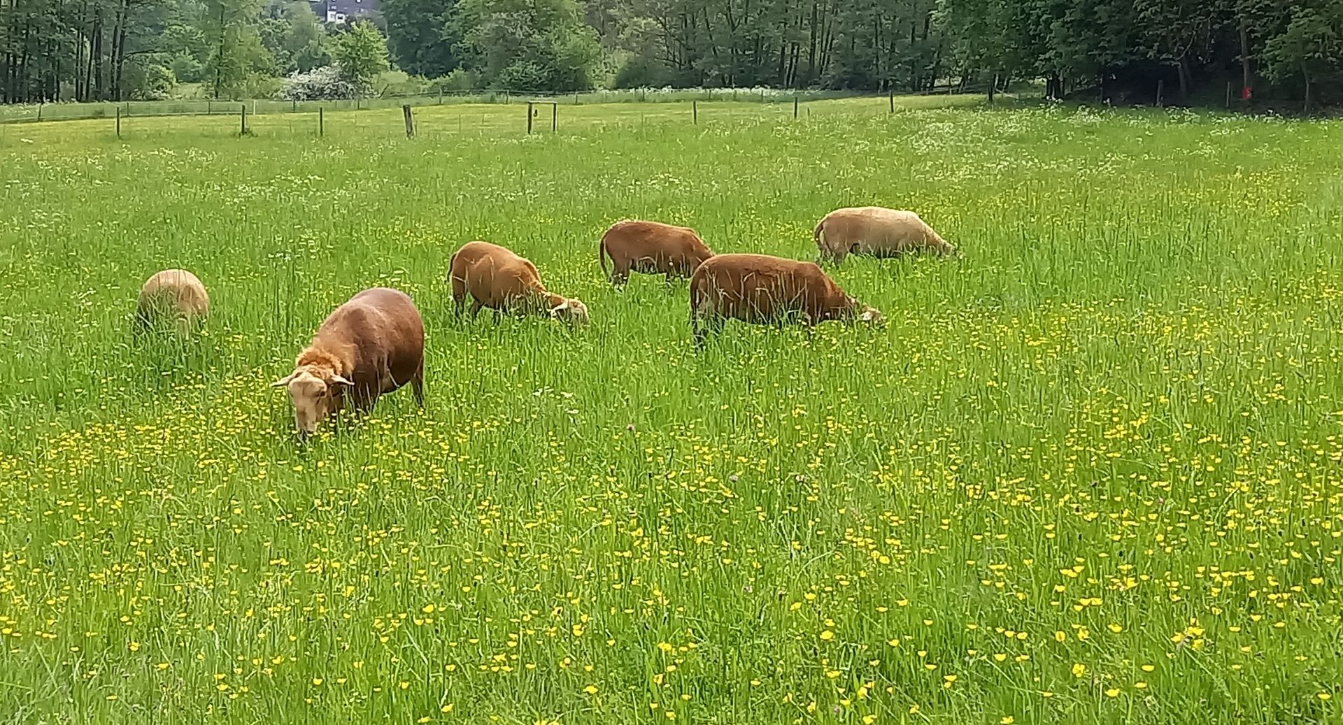Bunte Frühlingsweide mit Braunen Haarschafen