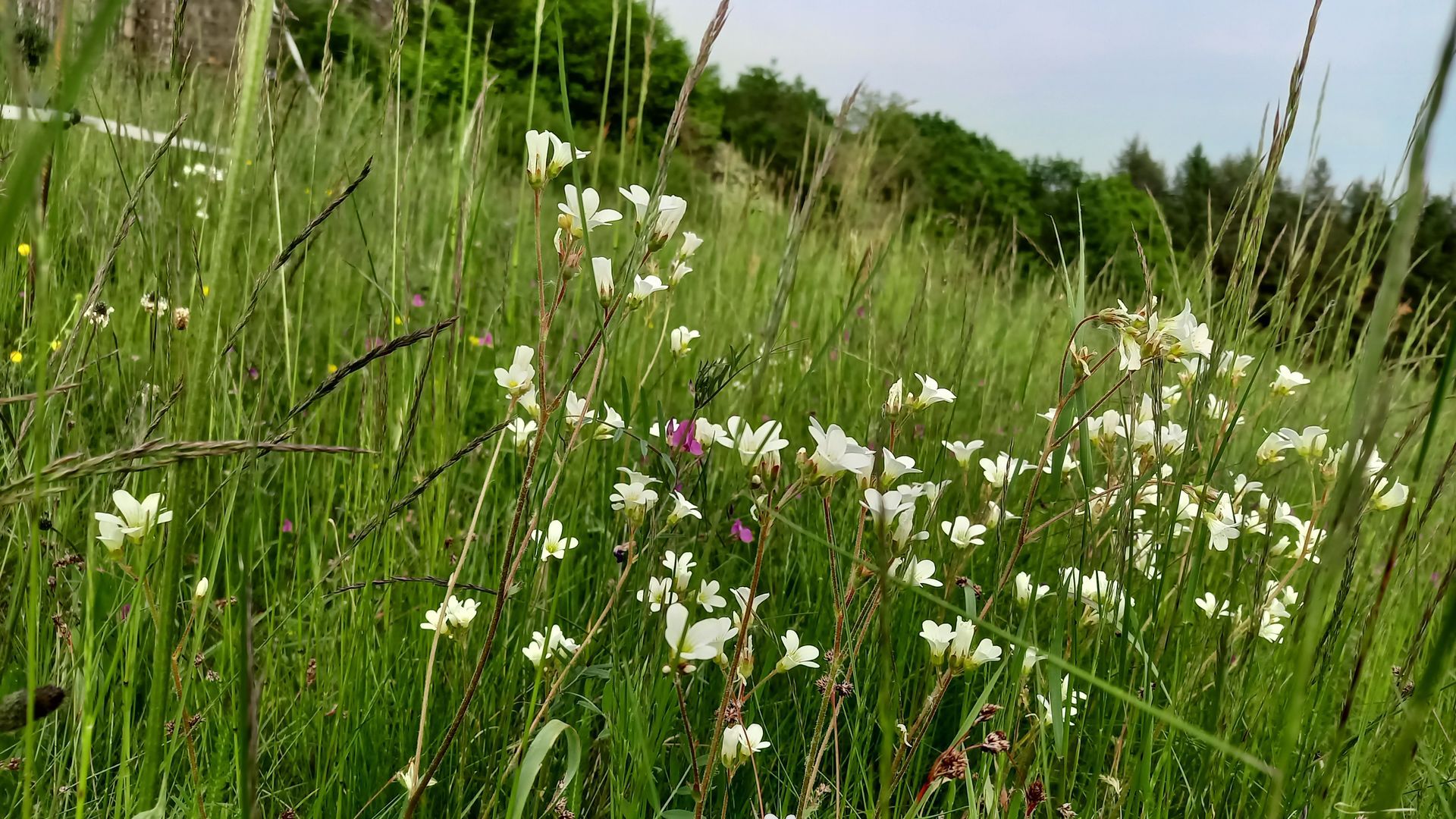 Knöllchen-Steinbrech