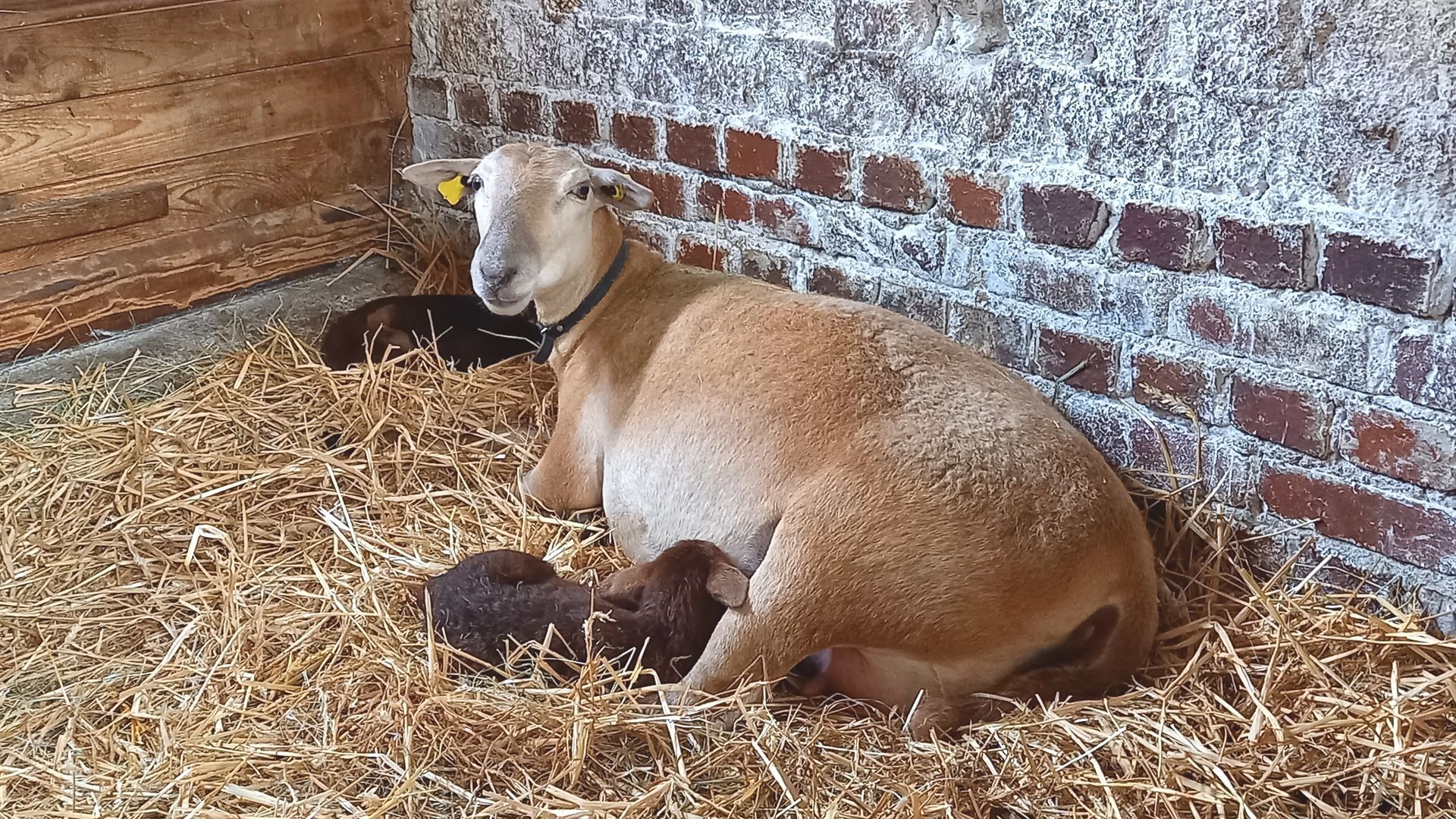Braunes Haarschaf mit Zwillingen