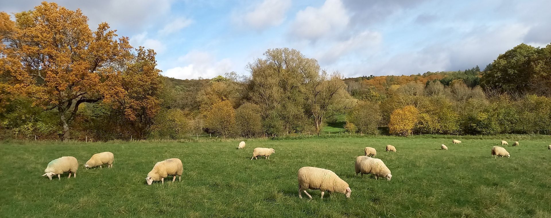 Ostfriesische Milchschafe auf der Weide