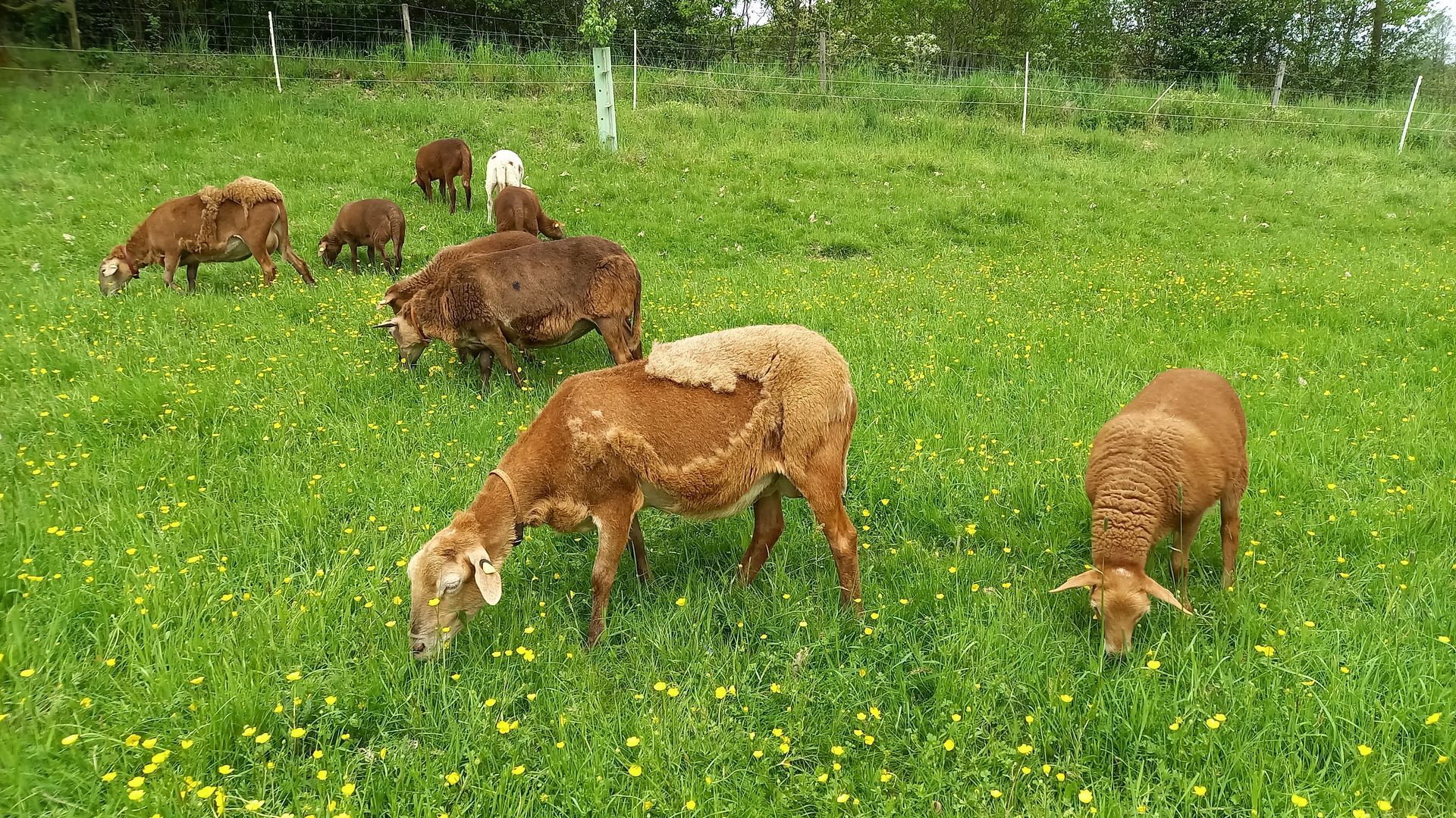 Braune Haarschafe im Frühling