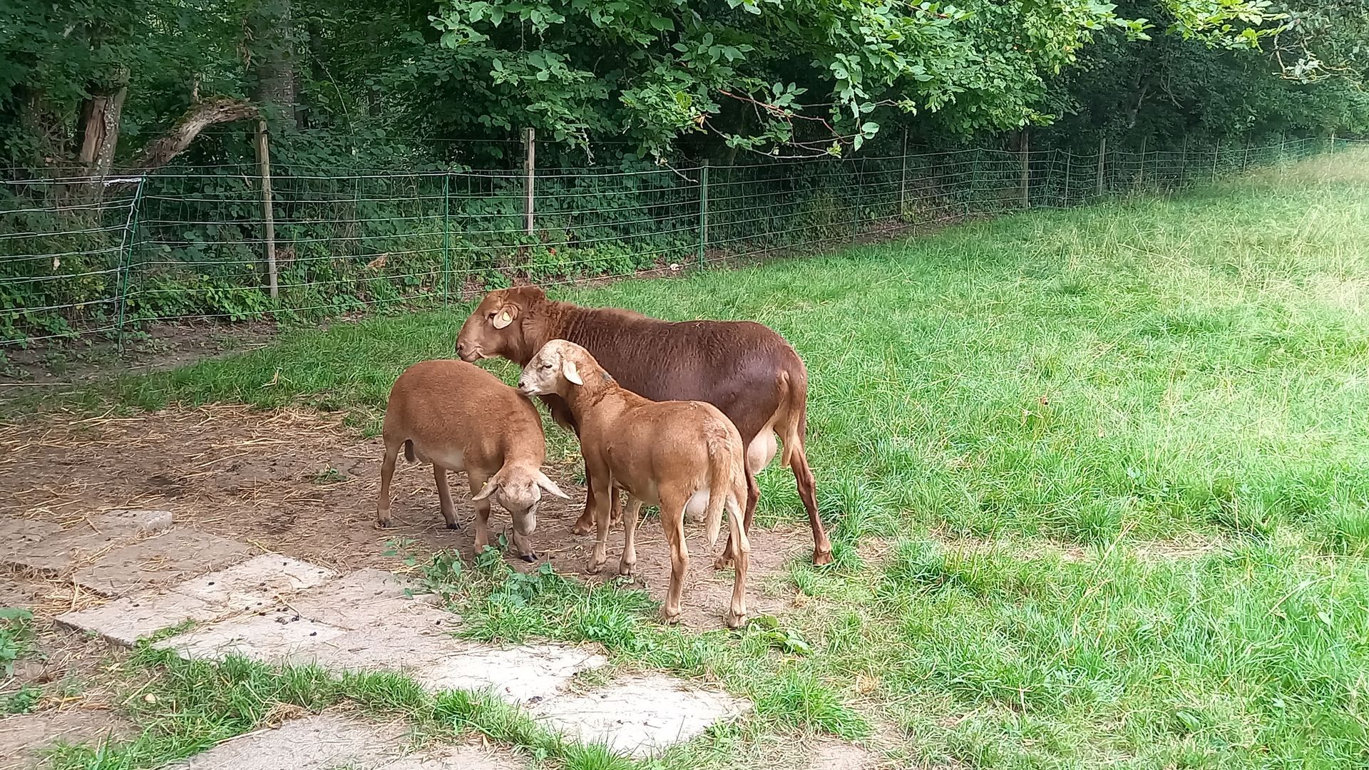 Zuchtbock Braunes Haarschaf mit Jungböcken