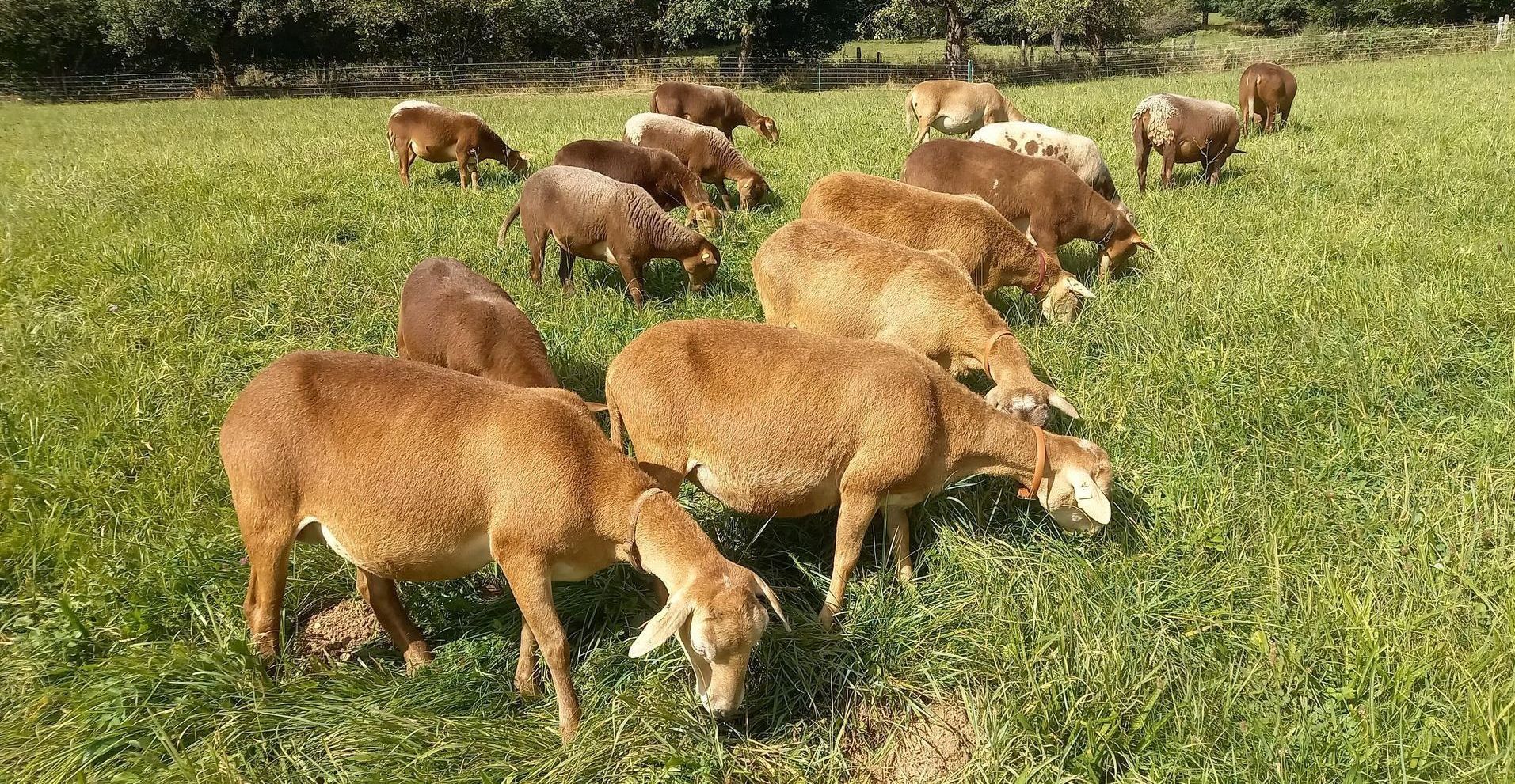 Kleine Herde Brauner Haarschafe