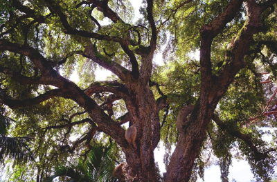 common tree diseases sarasota fl