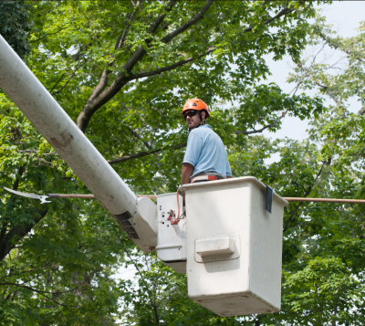professional arborist sarasota florida