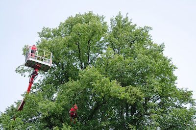 tree trimming sarasota florida