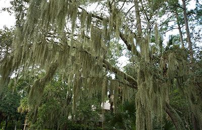 spanish moss