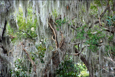 spanish moss
