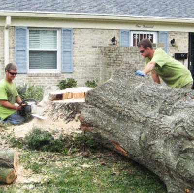 cut down tree sarasota florida
