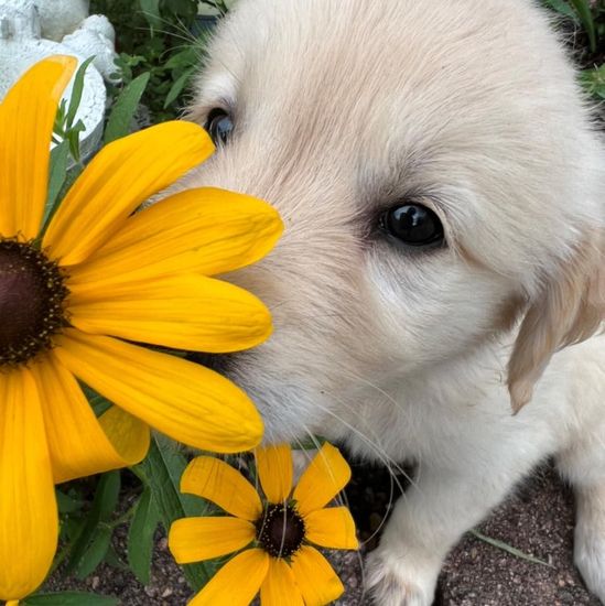 A puppy is sniffing a yellow flower on the ground