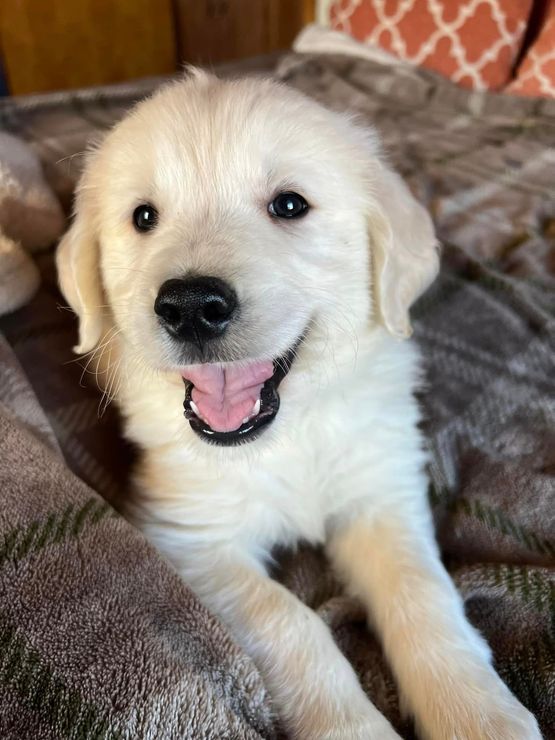 A white puppy is laying on a bed with its tongue out.