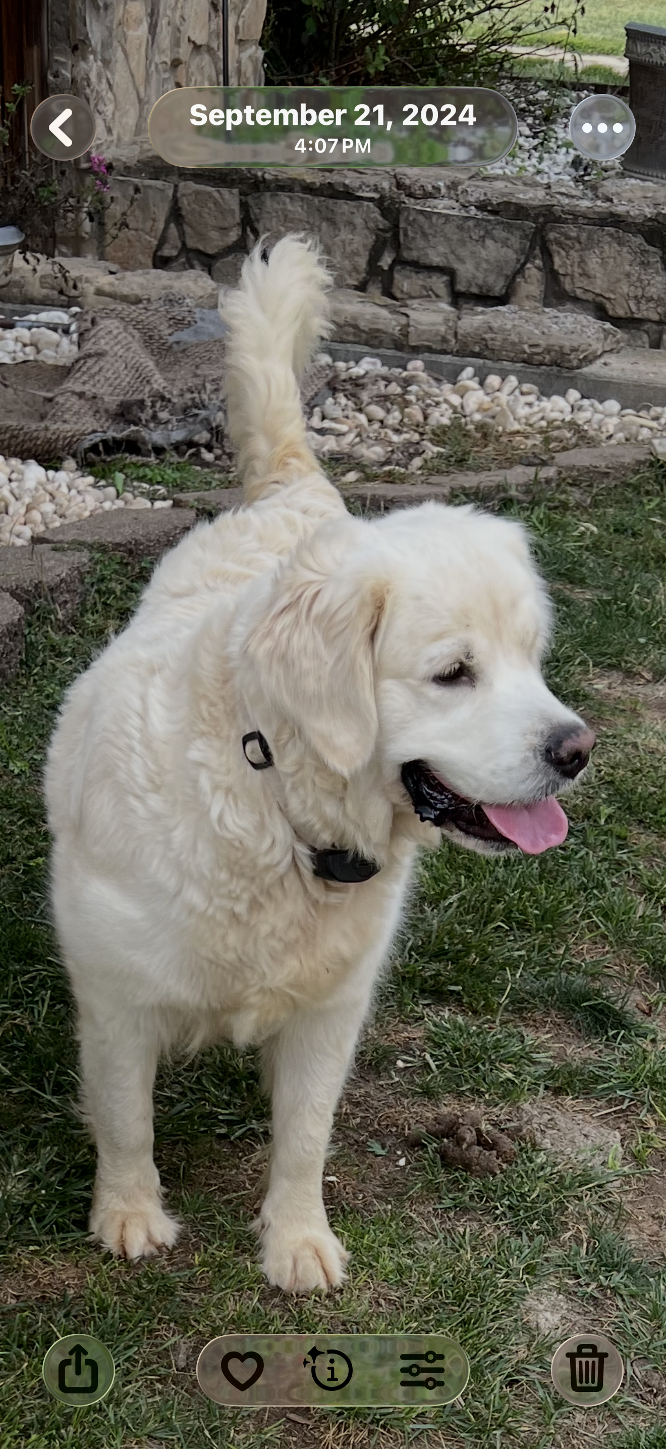 Three dogs are standing next to each other in a fenced in area.