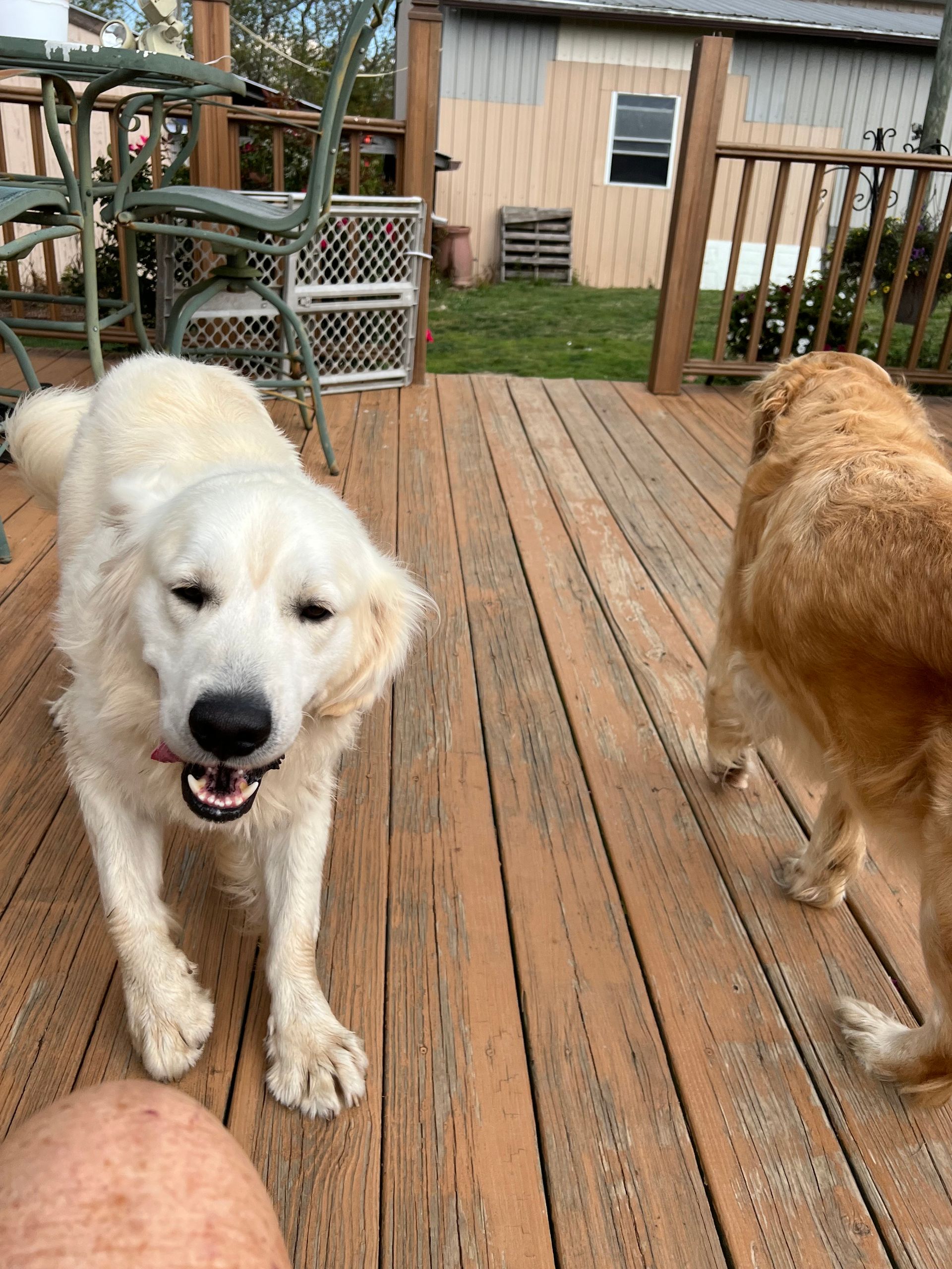 Two dogs are standing on a wooden deck.