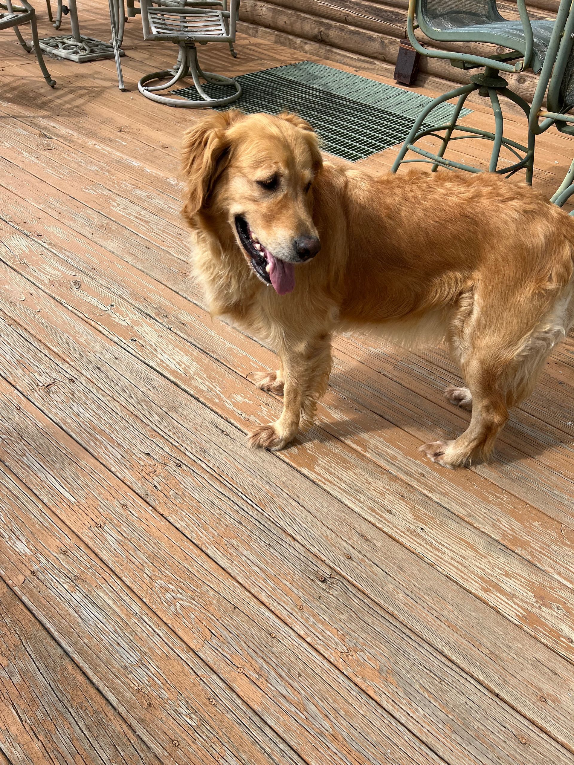 A golden retriever dog is standing on a wooden deck.