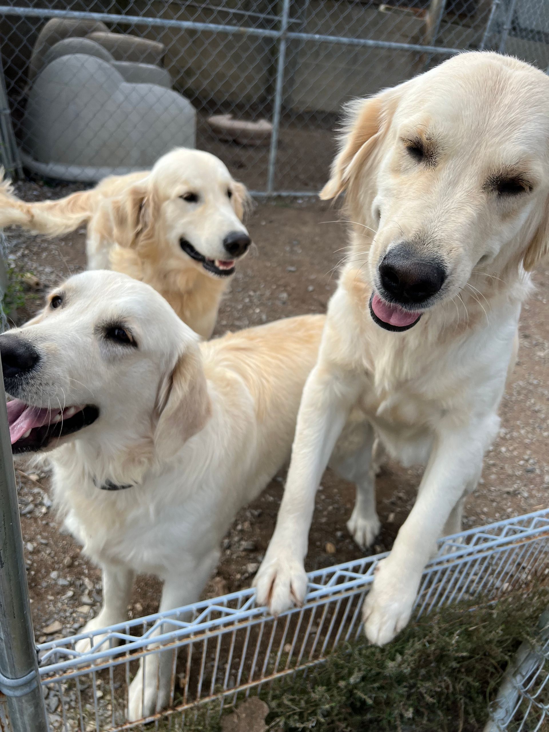Three dogs are standing next to each other in a fenced in area.