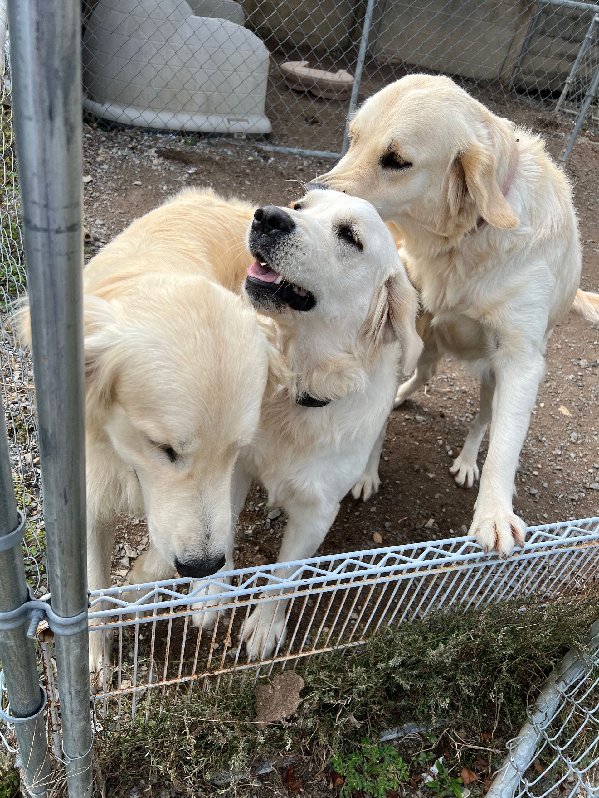 Three dogs are standing next to each other in a fenced in area.