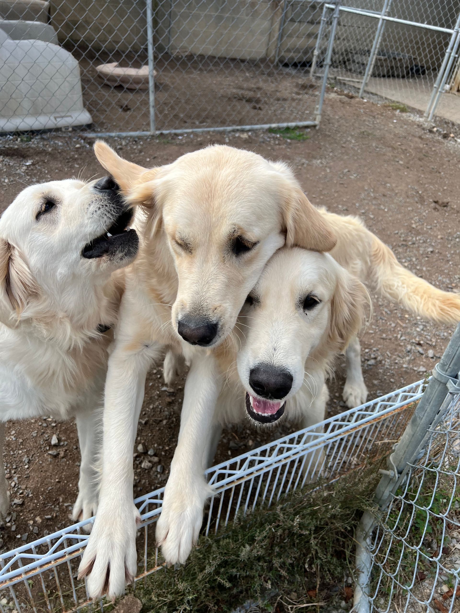 Three dogs are standing next to each other in a fenced in area.