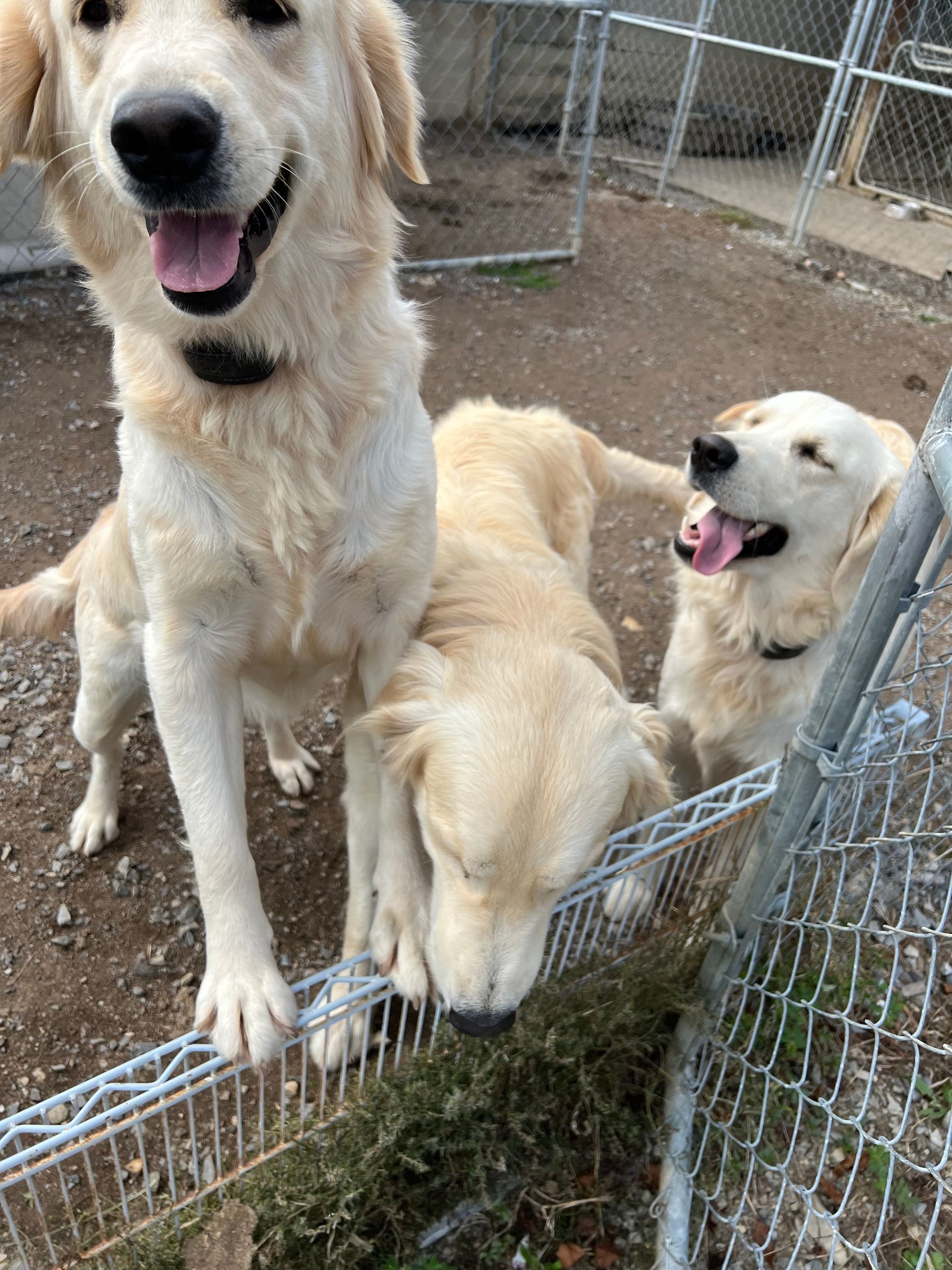 Three dogs are standing next to each other in a fenced in area.