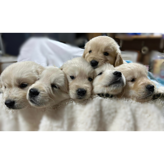 A group of puppies are laying on top of each other on a blanket.