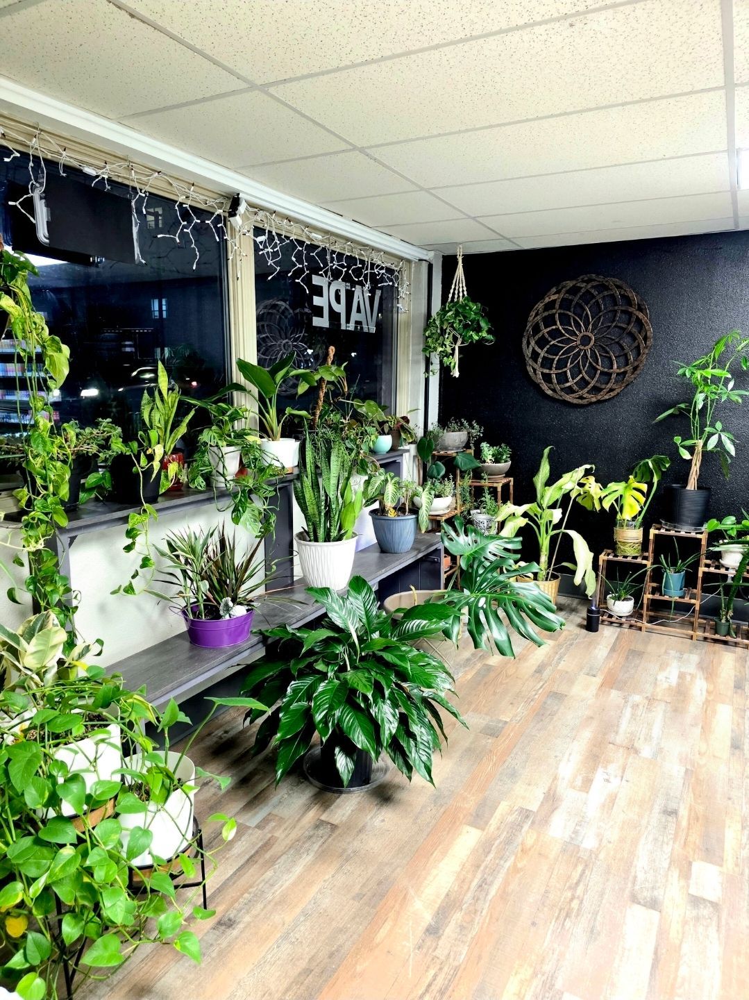 A sunlit shop interior filled with diverse potted indoor plants on shelves and the floor against a dark accent wall.