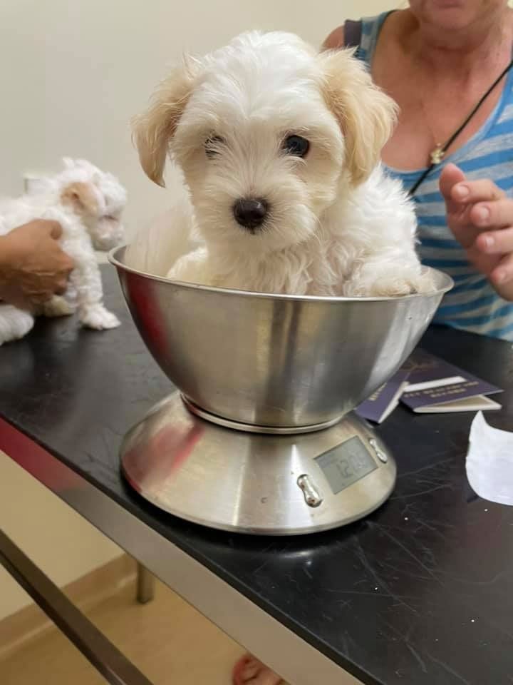 Cute Puppy — Redlynch, QLD — Redlynch Valley Vets