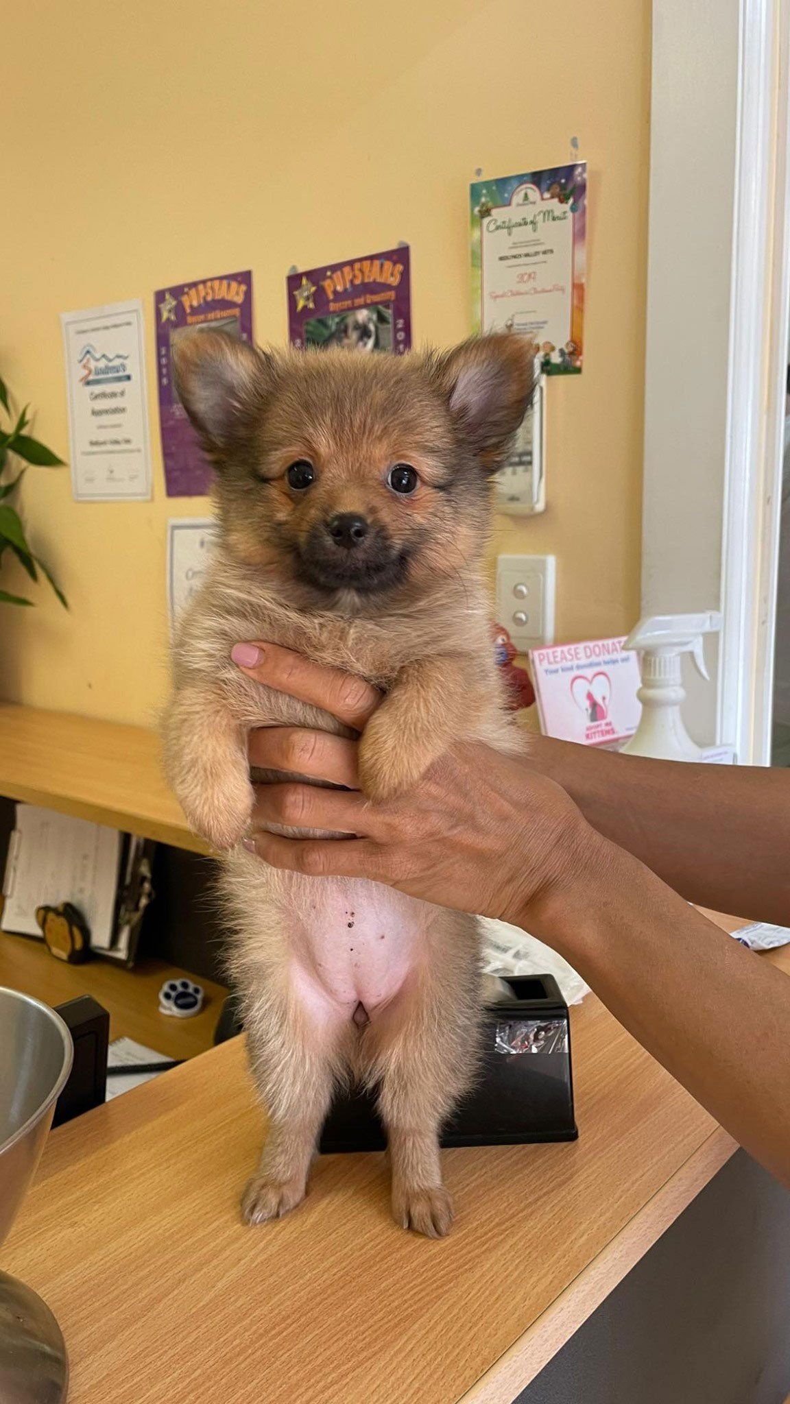 Close Up of a Small Dog — Redlynch, QLD — Redlynch Valley Vets