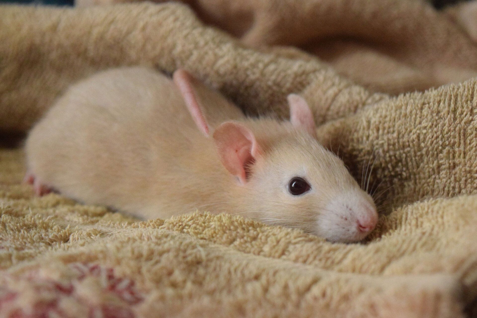 Pet Mouse — Redlynch, QLD — Redlynch Valley Vets