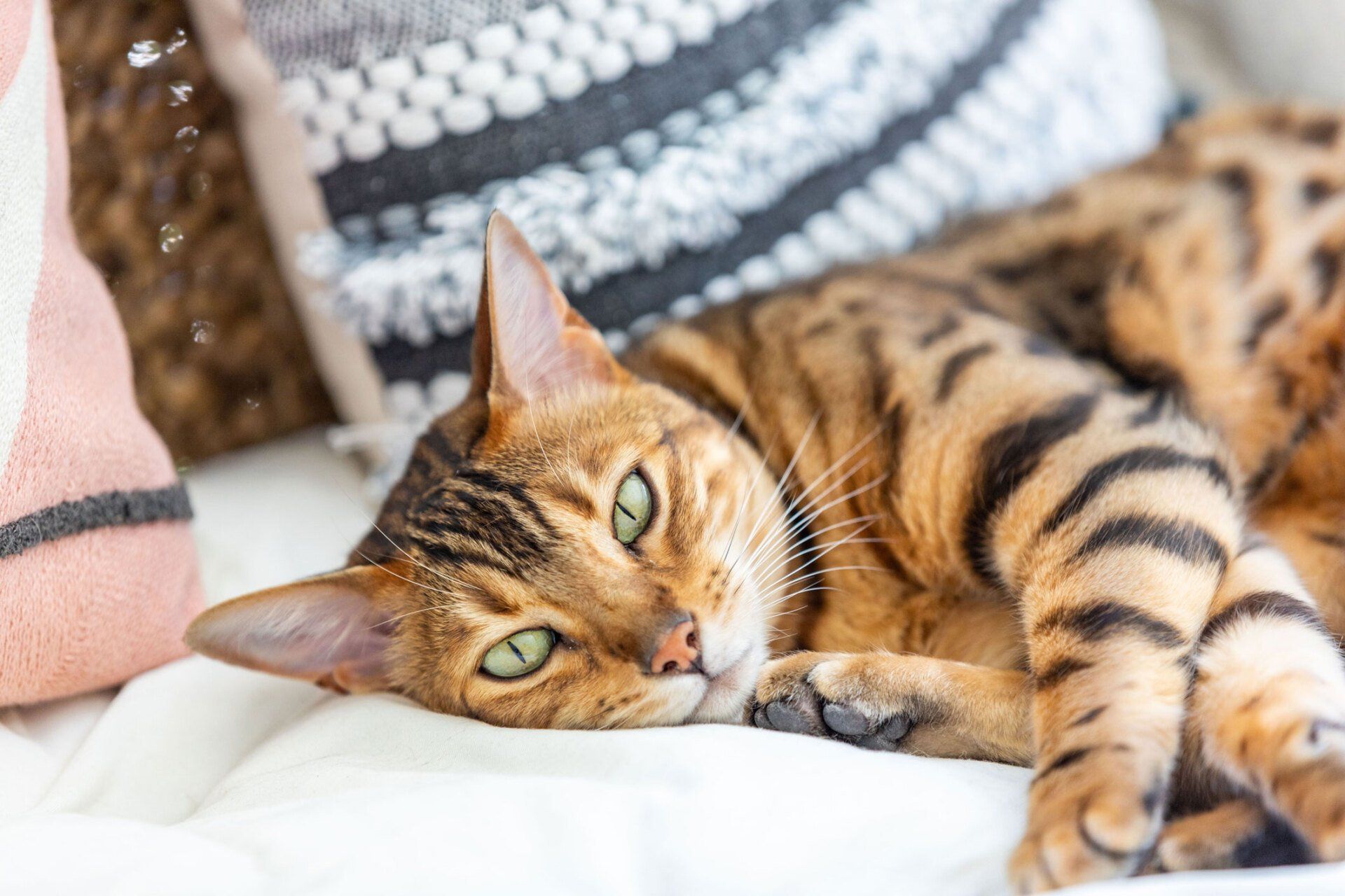 Bengal Cat Napping on The Lounge — Redlynch, QLD — Redlynch Valley Vets