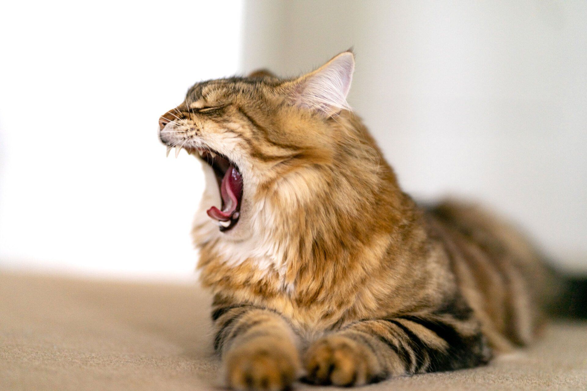 Funny Yawning Cat — Redlynch, QLD — Redlynch Valley Vets