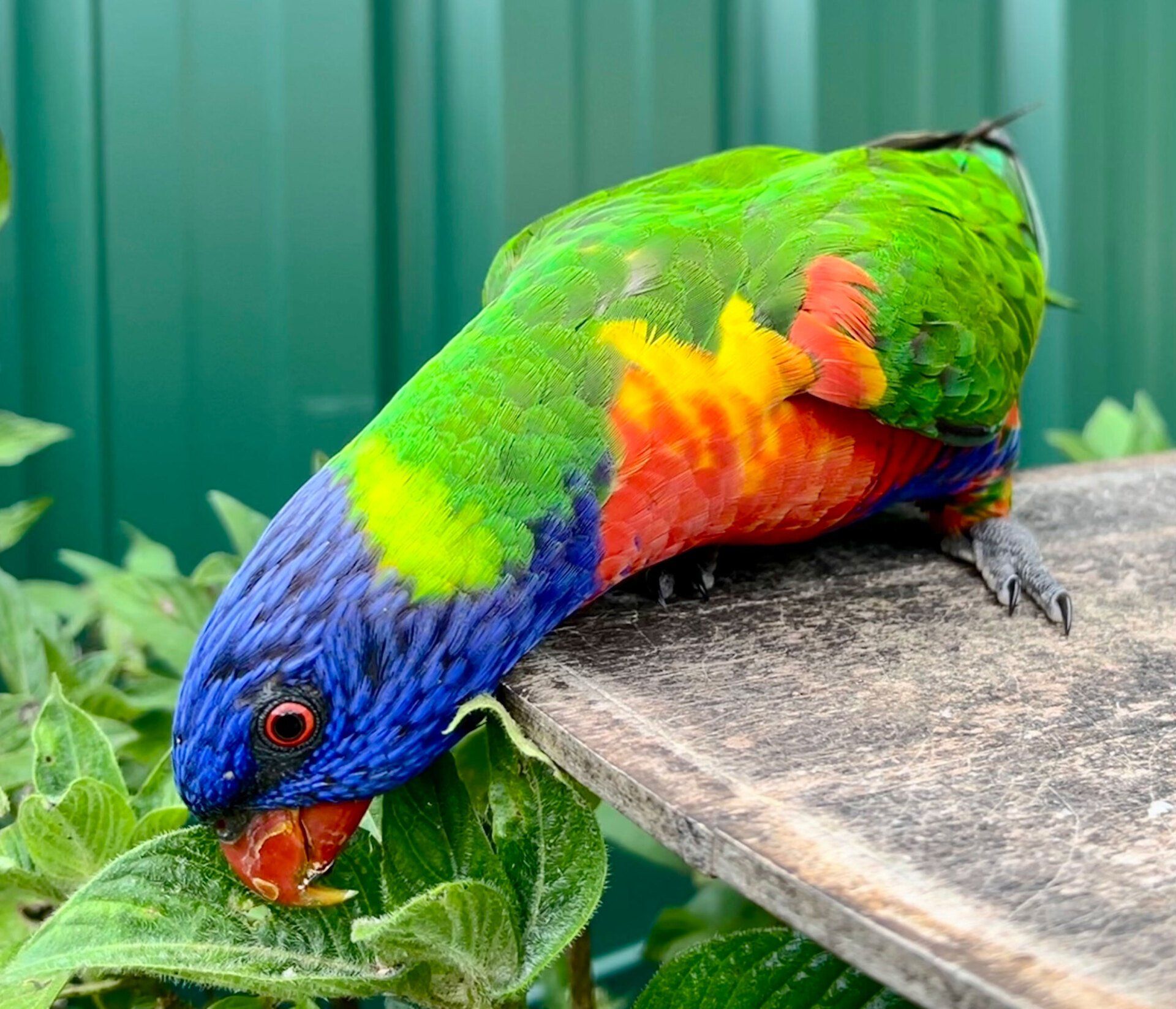 Rainbow Lorikeet Feeding — Redlynch, QLD — Redlynch Valley Vets