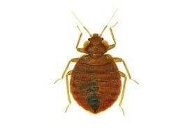 Bed Bugs — Pest Control Services in Brook Park, OH