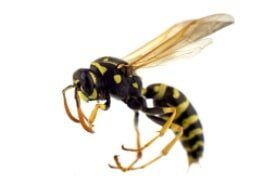 Yellow Jacket — Pest Control Services in Brook Park, OH