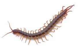 Centipede — Pest Control Services in Brook Park, OH