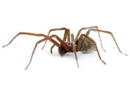 Spider — Pest Control Services in Brook Park, OH