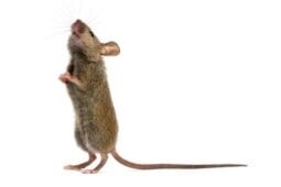 Wood mouse — Pest Control Services in Brook Park, OH