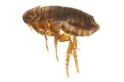Flea — Pest Control Services in Brook Park, OH