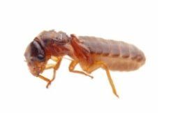 Termite — Pest Control Services in Brook Park, OH