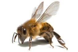Bee — Pest Control Services in Brook Park, OH
