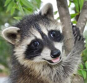 Raccoon — Pest Control in Northeast, OH