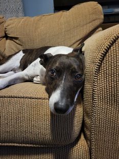 A brown and white dog laying on a tan couch