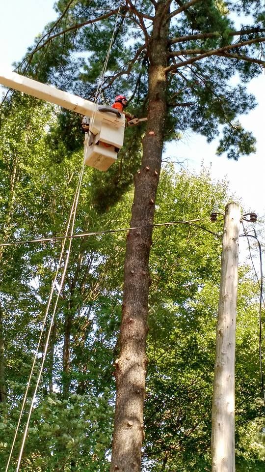A Man In A Bucket Is Cutting A Tree - New London, WI - Mid State Tree Service & Arborist