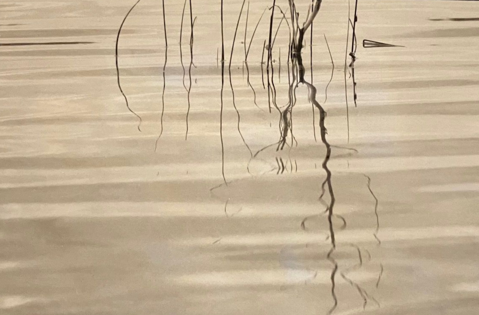 Bare tree branches reflected in still, murky water.