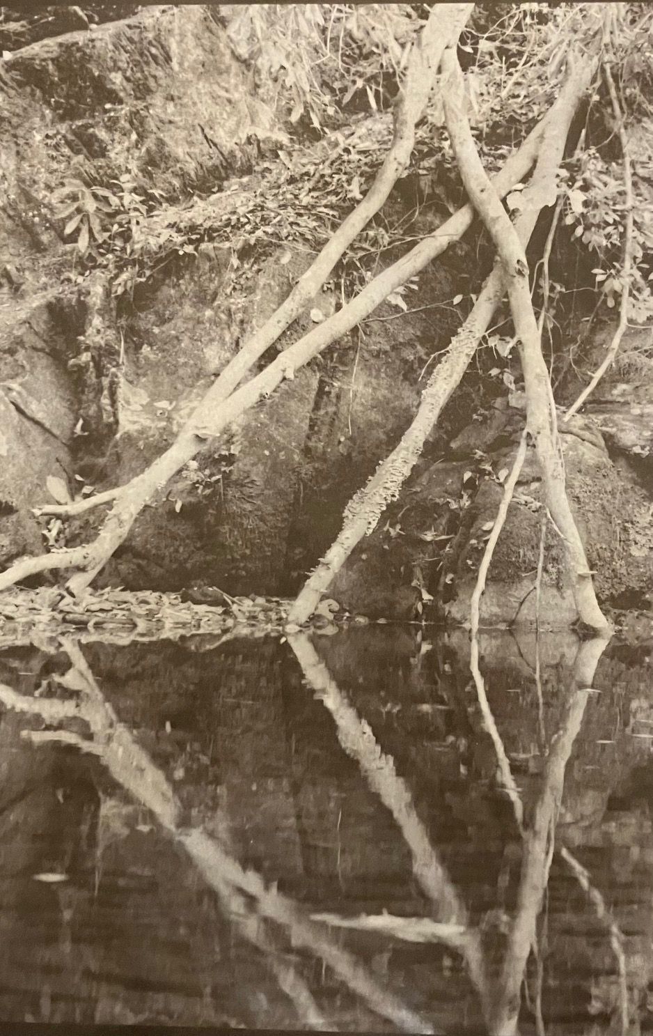 Branches reflected in calm water with foliage in the background.