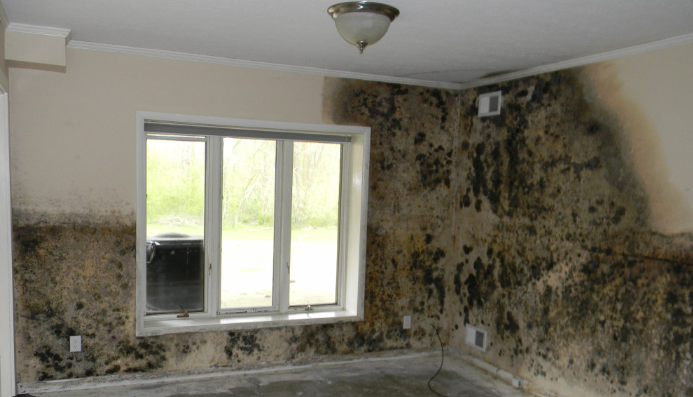 Mold Remediation College Station