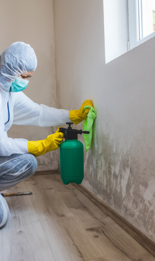 dallas mold removal, mold removal fort worth, dallas mold remediation, mold remediation dallas Texas, mold cleanup dallas, fort worth mold removal