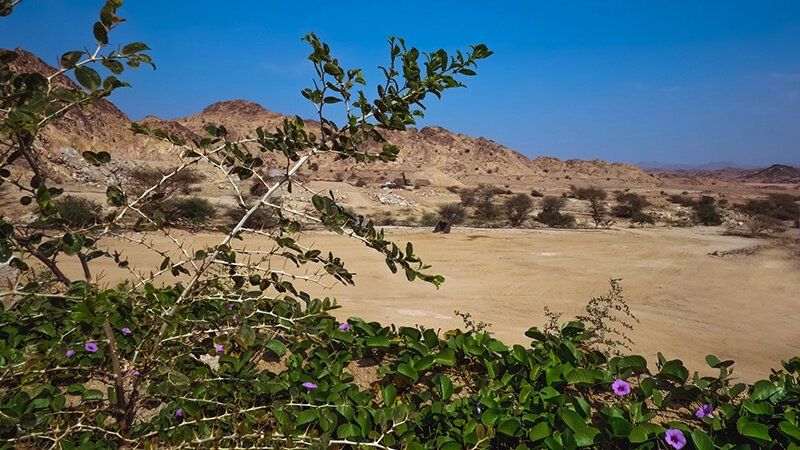 Albaydha Housing Project permaculture methods explored in Albaydha Demonstration Site to reverse desertification in Saudi desert